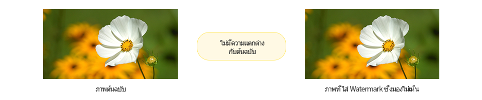 Invisible Watermark Inserted Image = No difference as compared to the original